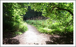 Birnam Wood Path