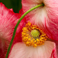 Photographing Flowers
