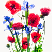 Photographing Flowers