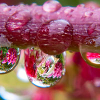 Photographing Flowers