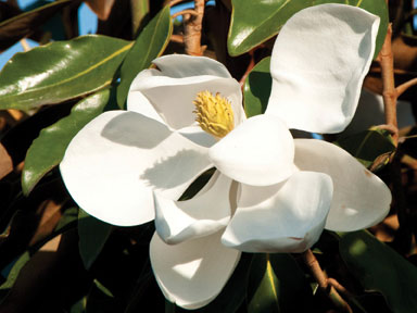 zBC123 image 2