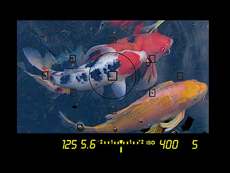 zBC131 image 1