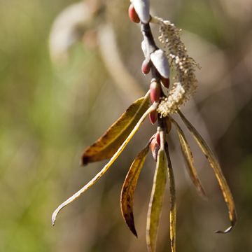 zBC205 image 2