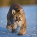 Tamron lenses best for wildlife photography sold on Amazon.com