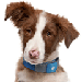 Track Your Dog, Anytime, Anywhere