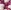 Festival Fuchsia/White