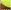 Neon Yellow/Natural Brown