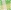 Irish Green Multi