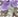 Black/Purple
