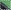Green/Black