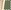Gold/Crystal Green