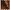 Dark Chestnut