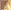 Tan/Gold