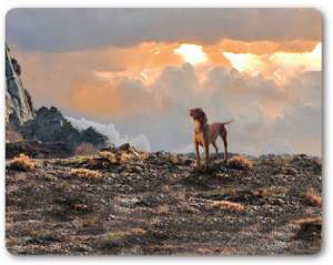 Canidae Grain Free Pure Dog Food