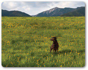 CANIDAE Grain Free Pure Land with Fresh Bison