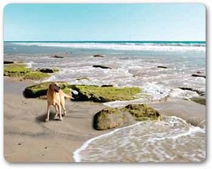 Canidae Grain Free Pure Sea with Fresh Salmon