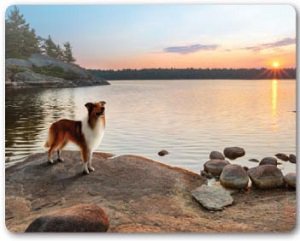 Canidae Grain Free Pure Sky with Fresh Duck