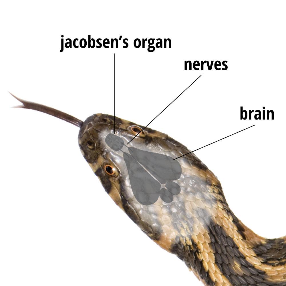 Havahart 6400 Snake Shield Snake Repellent, 4 Pounds Patio, Lawn & Garden