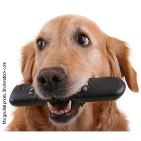 destructive chewing, dog chew toys, dog anxiety, aggressive chewers