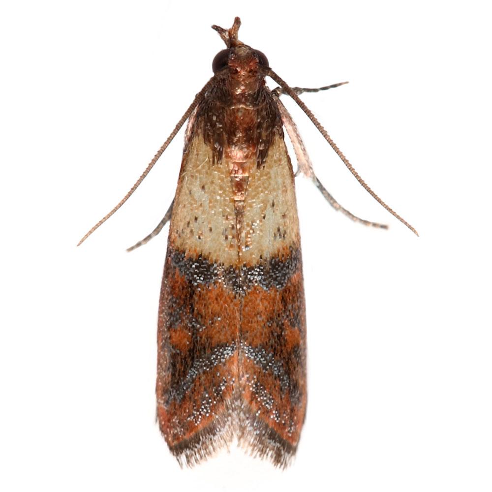 Safer Brand 05140 The Pantry Pest Trap, 2 Moth Traps