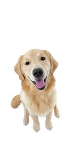 large dog toys, large dog chews, nylabone large dog, large dog chew toys, large dog products