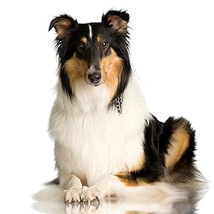 Veterinarian's Best Healthy Coat Shed &amp; Itch Relief Chewable Tablets