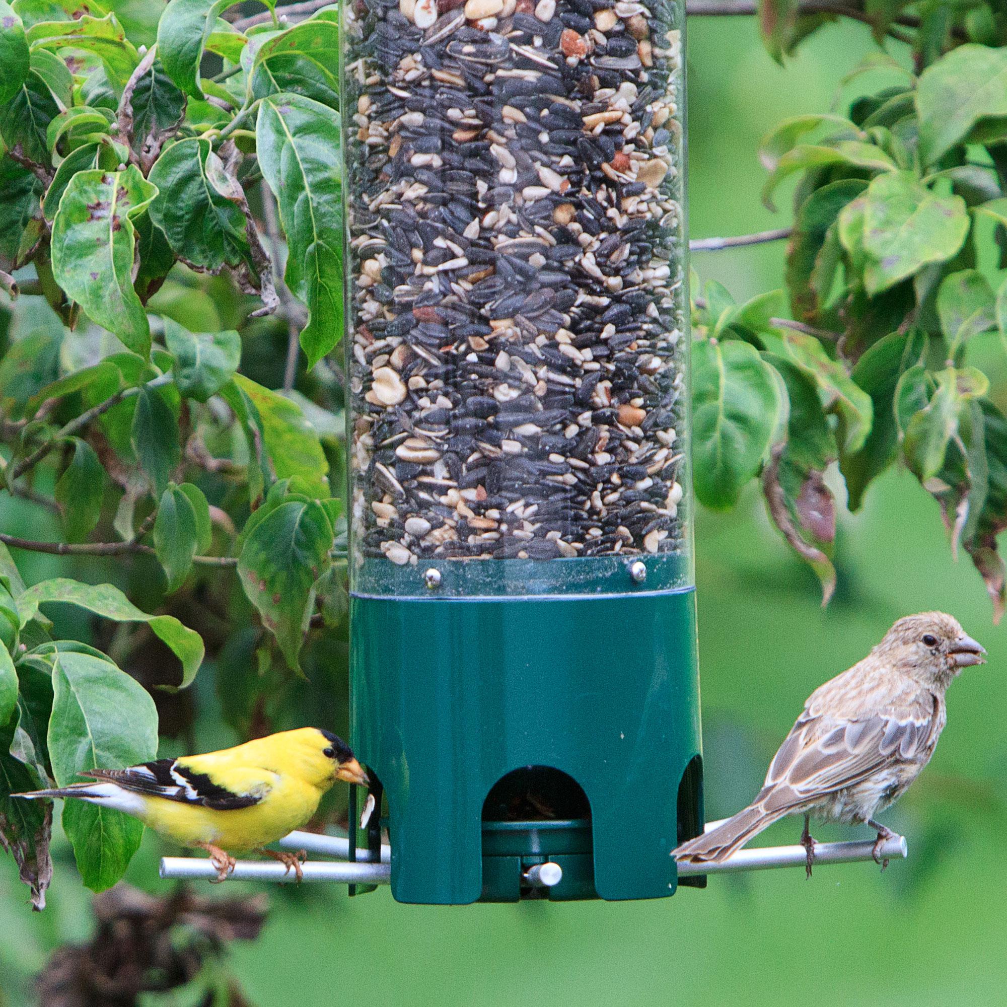 PerkyPet 5151 Premium SquirrelBeGone Breakaway Wild