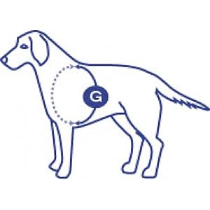 Measure your dogs chest for correct size