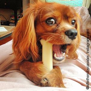 dog toys, dog chew toys, dog anxiety, dog stress relief, nylabone chew toys, destructive chewing