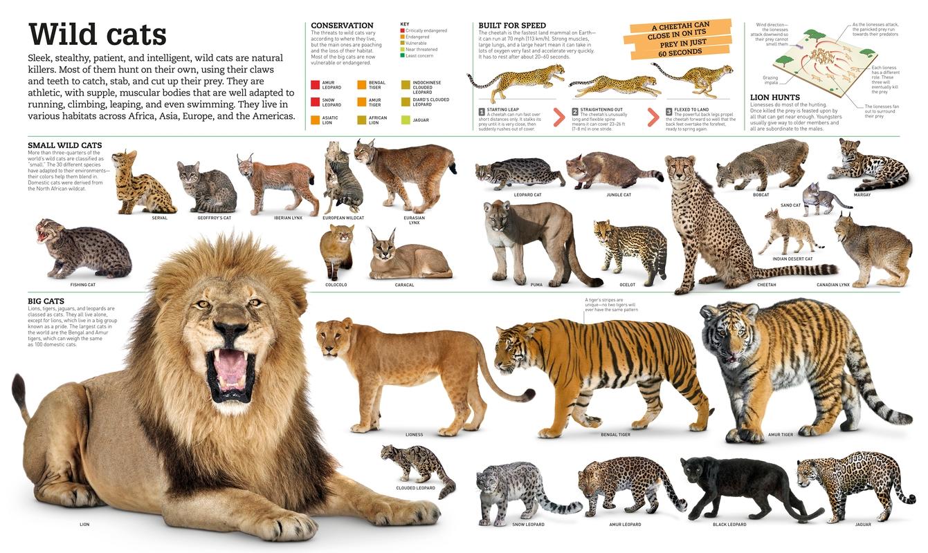 Picturepedia DK Publishing 9781465438287 Amazon Books