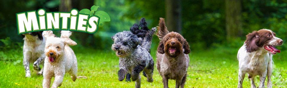 Minties, Dog, Treats, Dental Bone