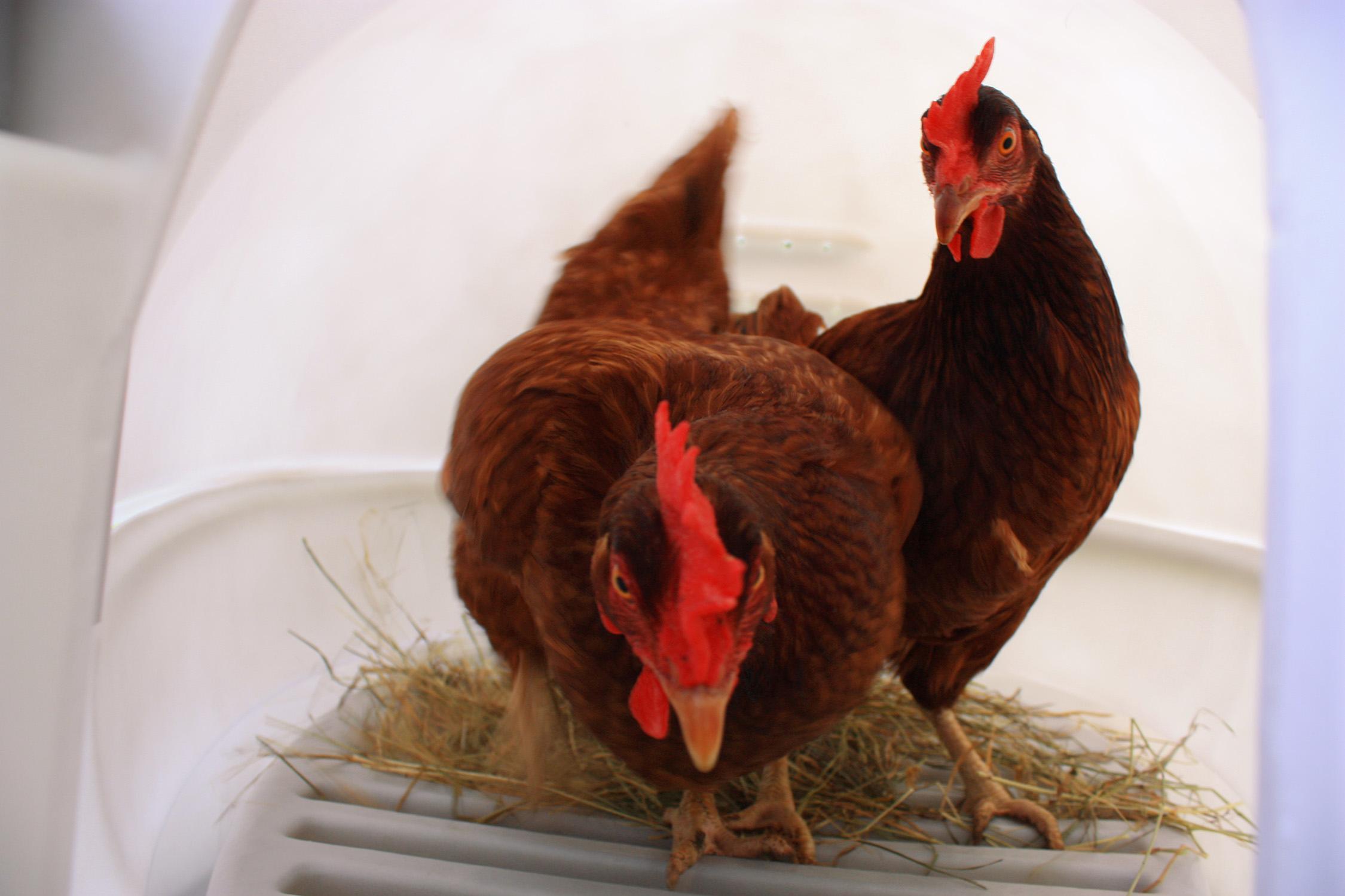 chicken coop house hut hutch egg farm fresh