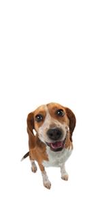 medium dog products, medium dog toys, medium dog chews, nylabone medium dog, medium dog chew toys