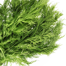 Dill, fennel, natural