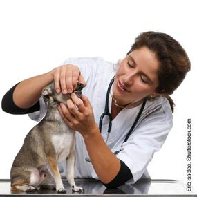 dog dental, canine health, nylabone dental