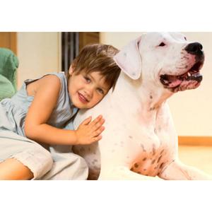 pet n shape dog treats