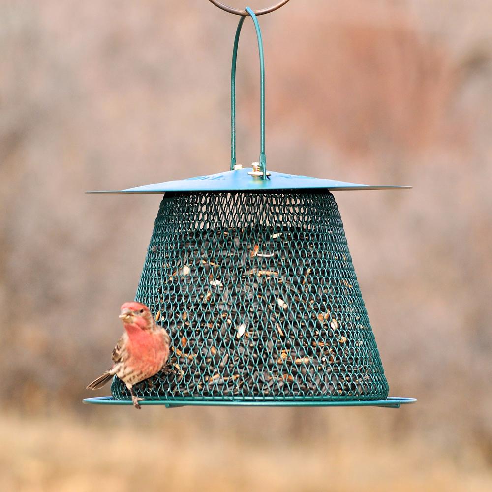 No/No Green Original Bird Feeder