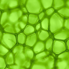 Chlorophyll, deodorize, alfalfa