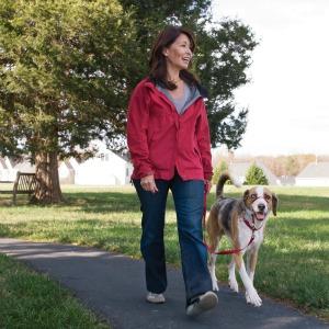 collar headcollar harness stop jumping stop pulling lead dog