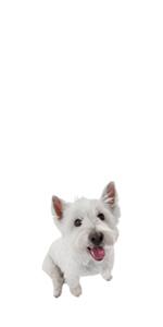 small dog products, nylabone small dog, small dog toys, small dog chew toys, small dog bones