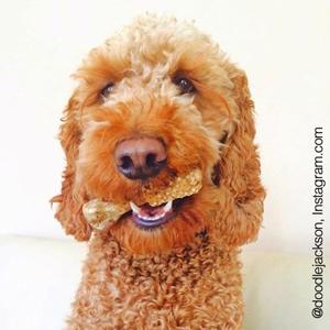 nylabone dental, dog dental products, dog dental health, dog dental toys