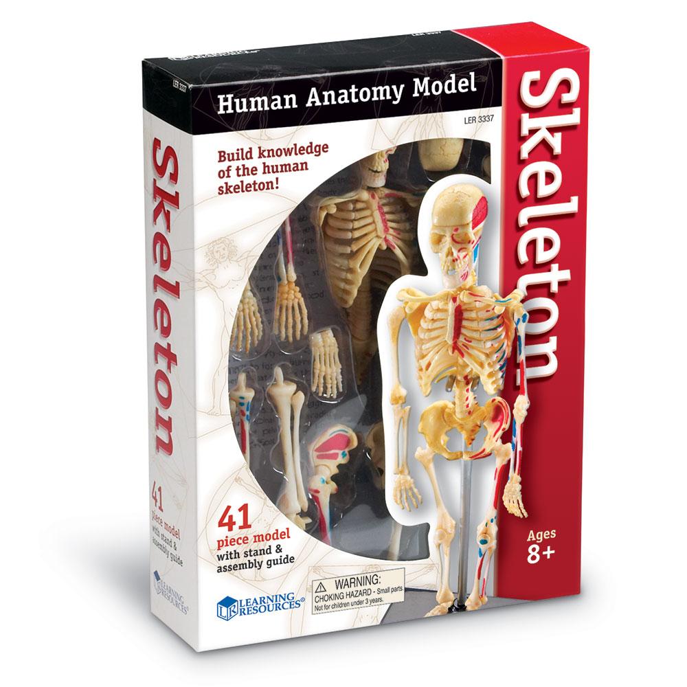 Learning Resources Skeleton Model Toys & Games