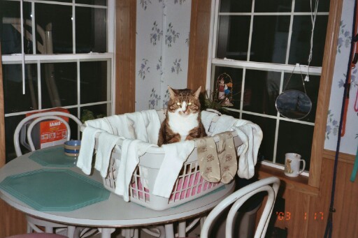 Cat In Laundry Basket. My previous cat Molly.