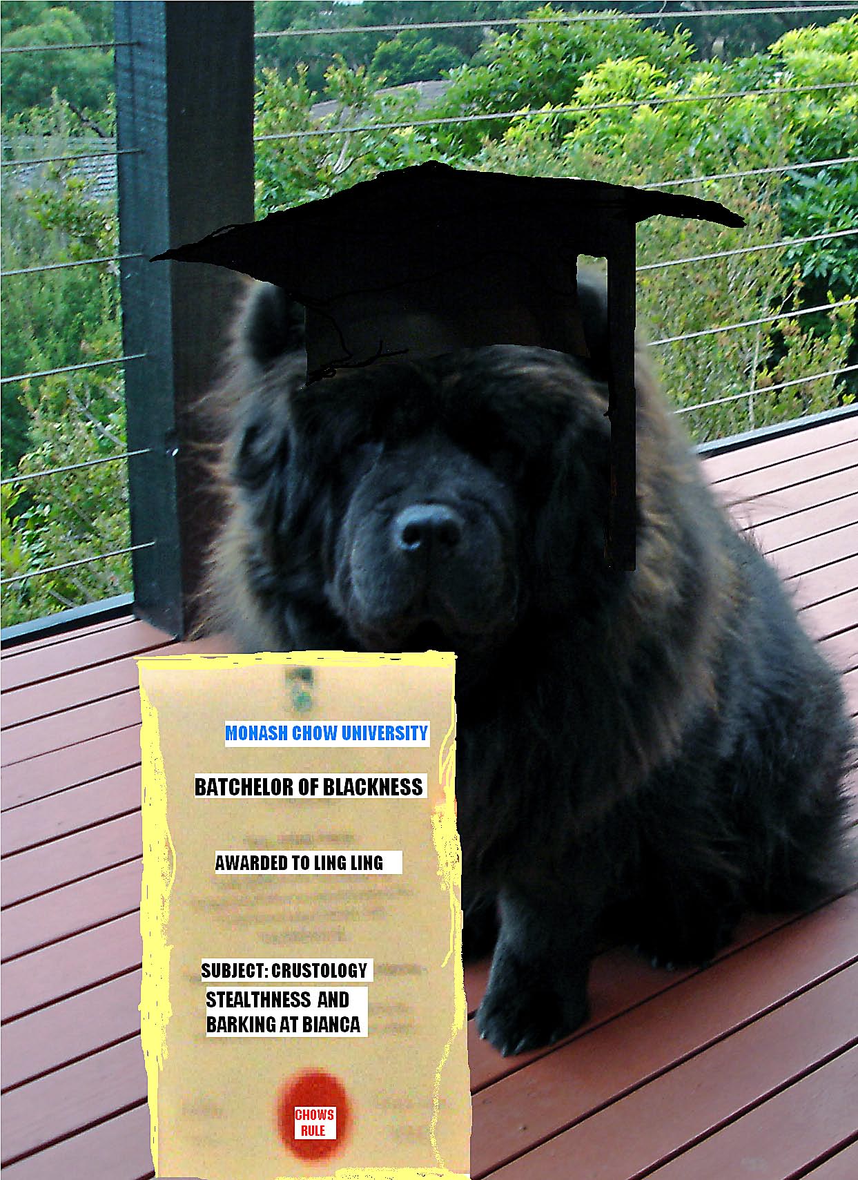 My black chow has a degree in humans. I can't win. There is no feeling ...