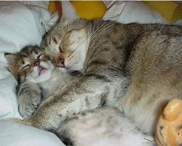 cats cuddling My friday night.