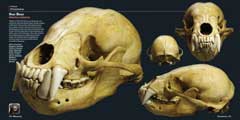 skulls03