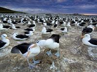 Great Migrations: Albatrosses