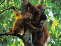 Great Migrations: Orangutans