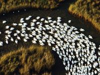 Great Migrations: Pelicans