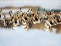 Great Migrations: Pronghorns